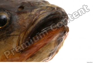 Common chub Squalius cephalus mouth 0003.jpg